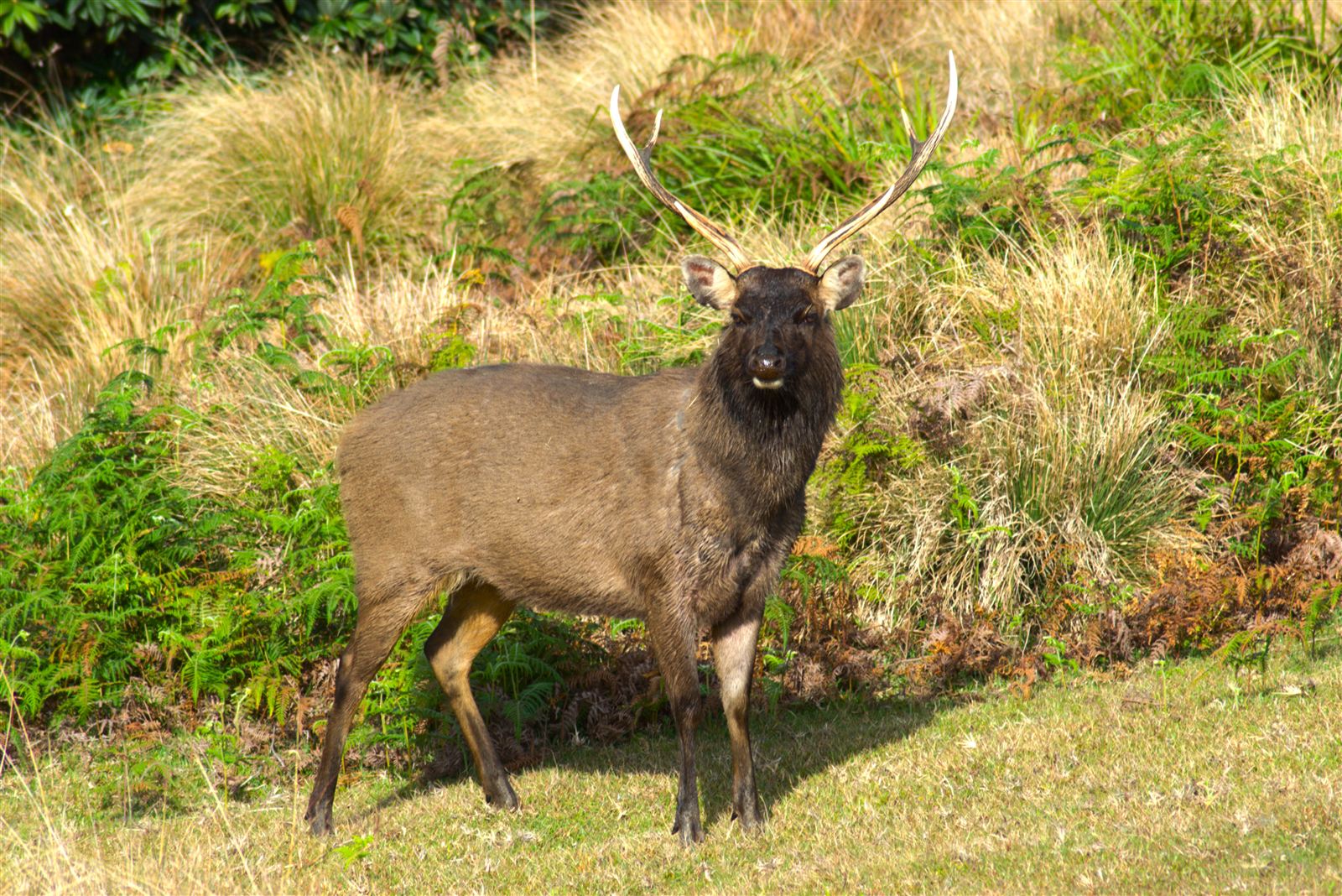 Sambar Deer in Horton Plains National Park